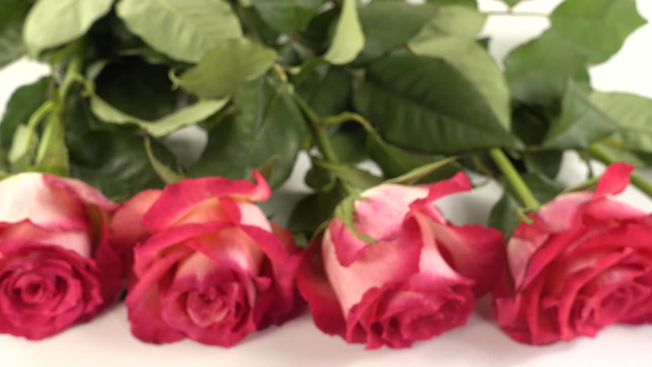 Rosas vermelhas sobre um fundo branco