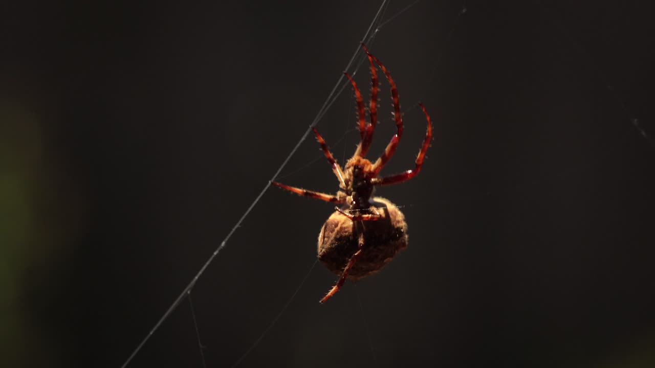 Ragno tessitore a ragnatela orbicolare australiano femmina in primo piano sulla ragnatela mossa dal vento, vista laterale inferiore, di giorno, Australia, Gippsland Orientale, Victoria, Maffra