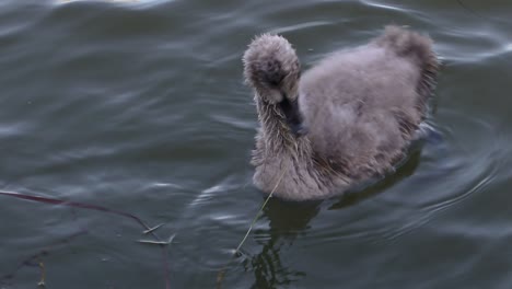 HD-close-up-of-a-cute-baby-black-swan-feeding-at-sunset,-before-swimming-off