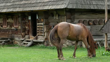 beautiful horses in spring in the meadow eat grass a horse near the owners house a brown horse beautiful horses in spring in the meadow eat grass a horse near the owners house a brown horse