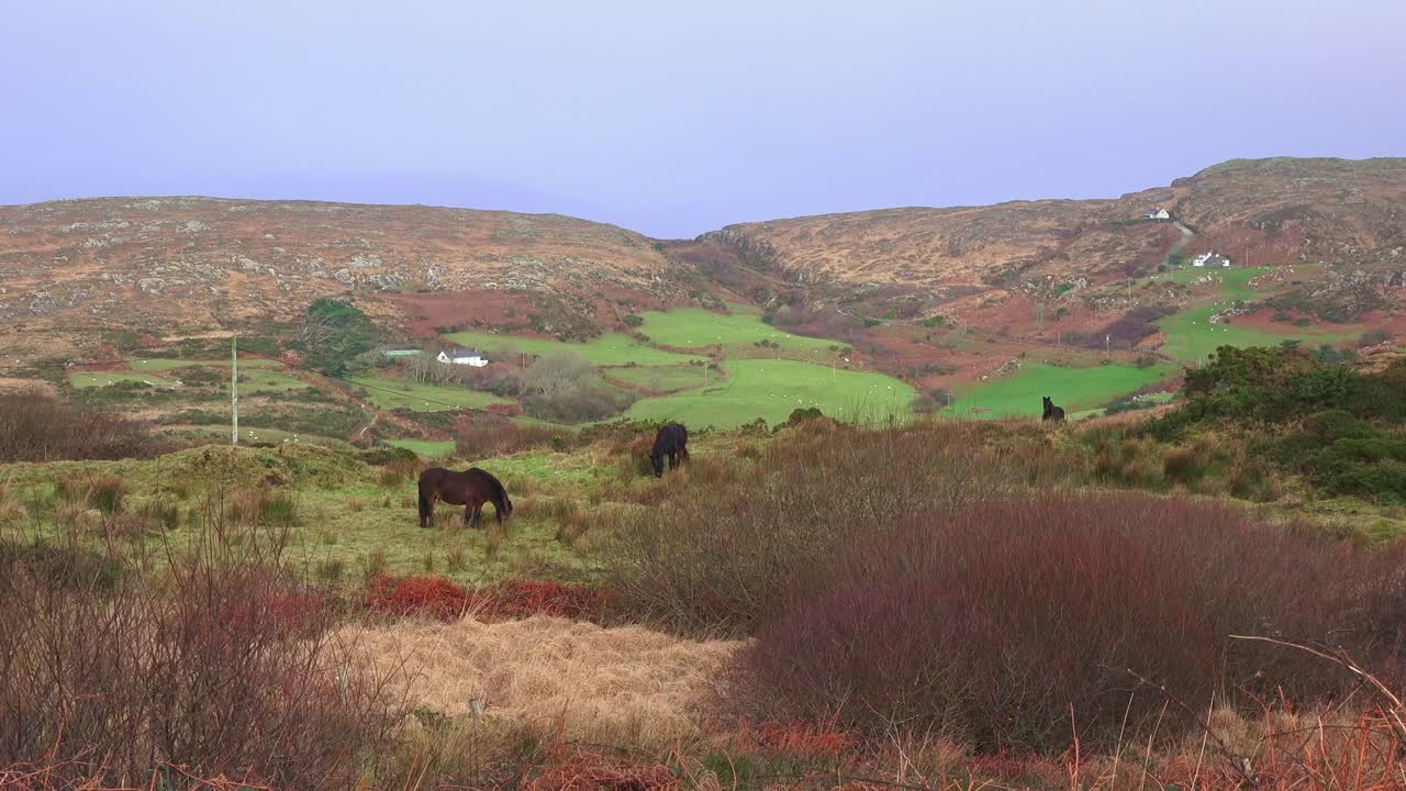 Ireland Epic Locations horses in remote farmland West Cork Ireland