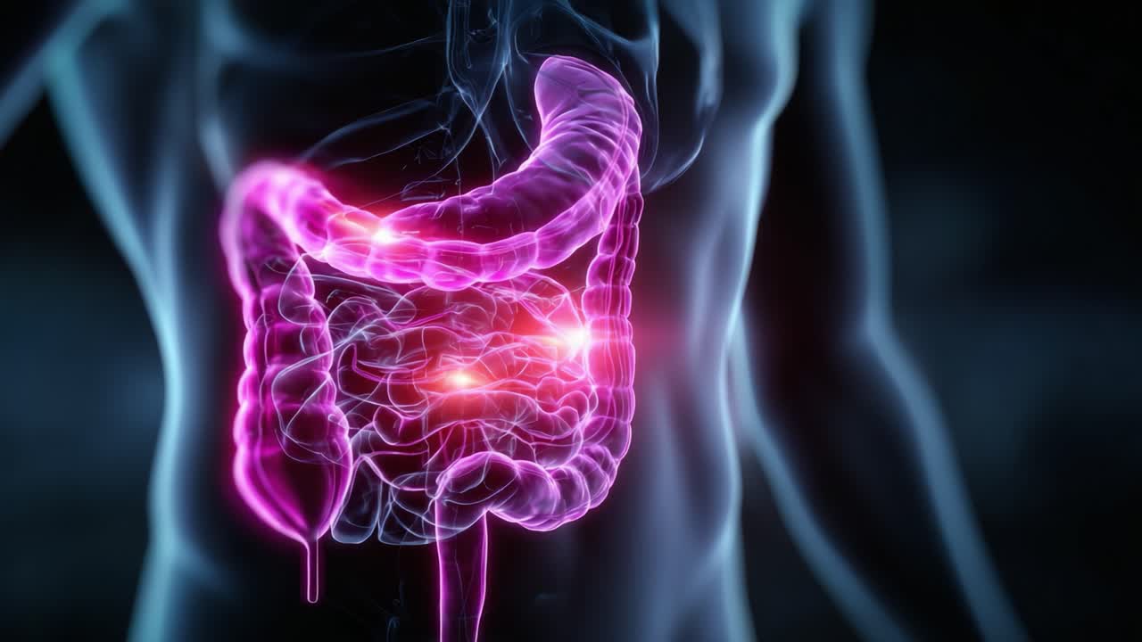 Anatomical Visualization of the Human Digestive System Focusing on the Intestines with Emphasis on Functional Dynamics and Internal Processes