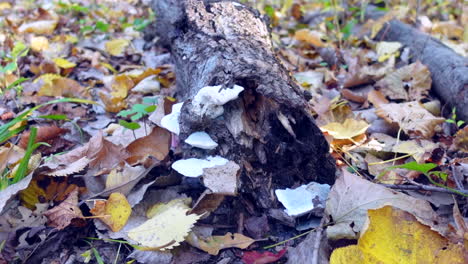 Low-angle-of-log-with-leaves-on-a-forest,-no-person