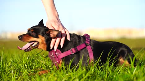 Mini-Pinscher-Feliz-Con-Cuello-Morado-Mirando-De-Lado-A-Lado-Mientras-Jadea-Con-La-Lengua-Del-Perro-Colgando-Mientras-Lo-Acarician-En-Cámara-Lenta-120fps---ángulo-Bajo,-Cielo-Azul,-Hierba-Verde,-Bokeh