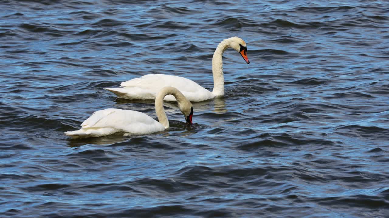 Two white swans forage calmly in gentle sea waters, creating a tranquil coastal moment, heads down underwater, slow motion