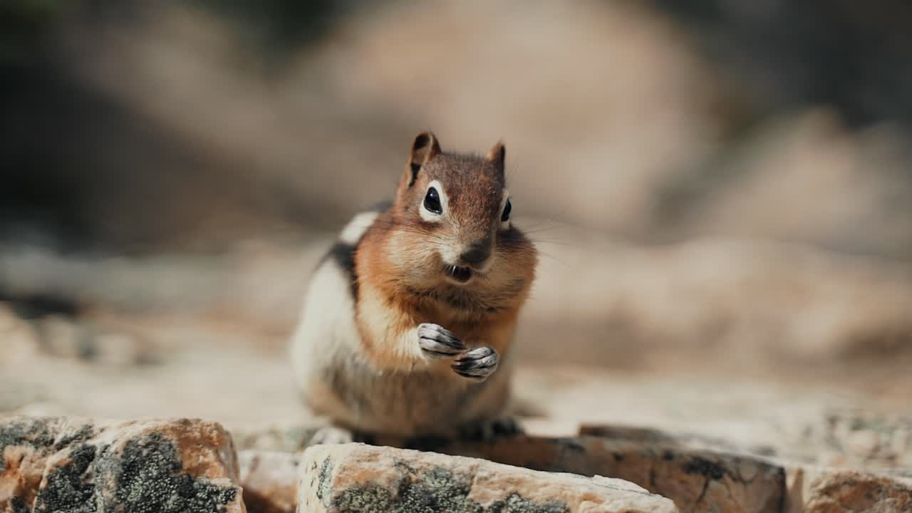 Un simpatico scoiattolo di terra dal mantello dorato che si riempie le guance al lago Peyto nel Parco Nazionale di Banff, Canada. - primo piano