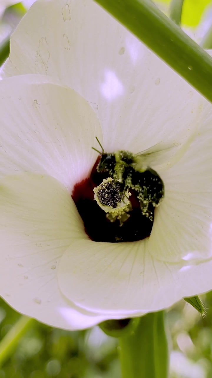 Macro vertical video of a bee covered in bright yellow pollen while pollinating the deep maroon center of a white okra flower in a bright summer garden setting.