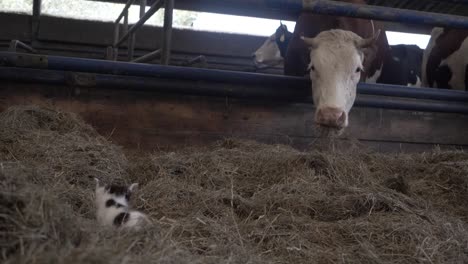 Imágenes-De-Un-Gatito-Descansando-En-Un-Montículo-De-Heno,-Junto-A-Una-Manada-De-Vacas