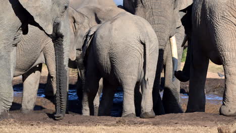 African-elephant-herd-gathered-at-a-muddy-watering-place