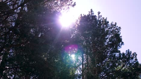 la luz del sol a través de los árboles