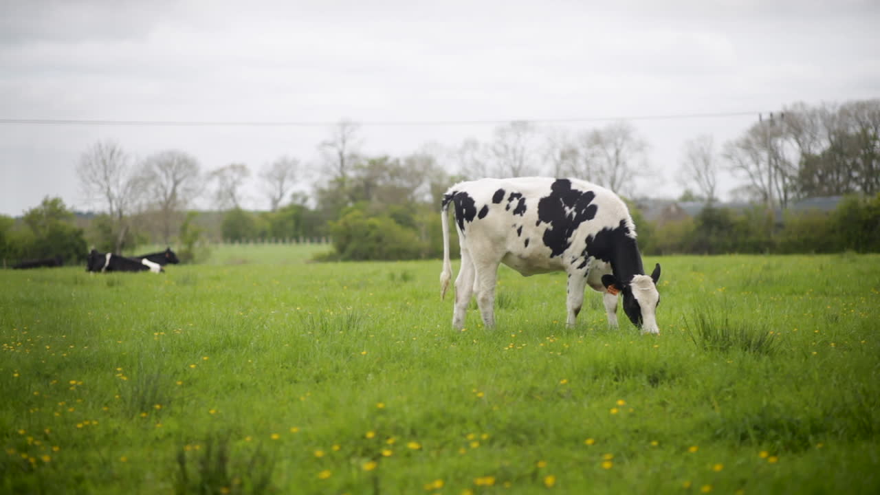 vacas en un campo comiendo hierba en irlanda del norte