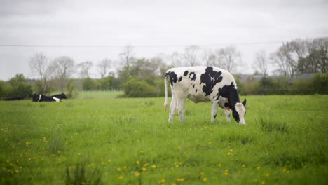 Vacas-En-Un-Campo-Comiendo-Hierba-En-Irlanda-Del-Norte