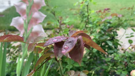 Rose-bush-with-water-on-leaves,-close-up