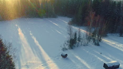 sunlight glistens on snow flurries above white field with long shadows from tall trees