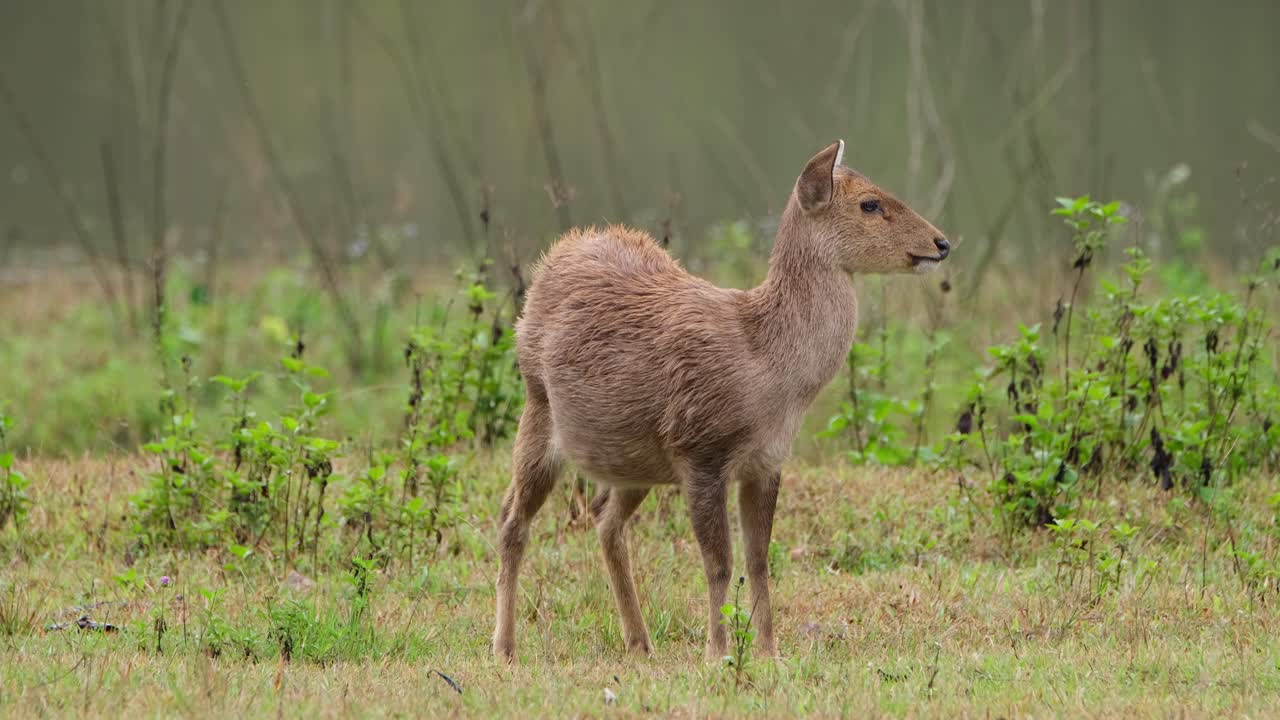 ciervo cerdo indio, hyelaphus porcinus, tailandia