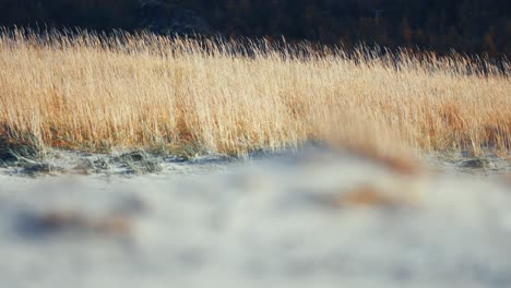 golden dry grass covers the white sandy beach