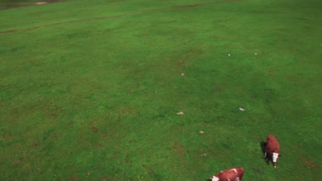 Aerial-View-of-Cows-Grazing-in-Green-Pasture-and-Mountain-Landscape,-Drone-Shot