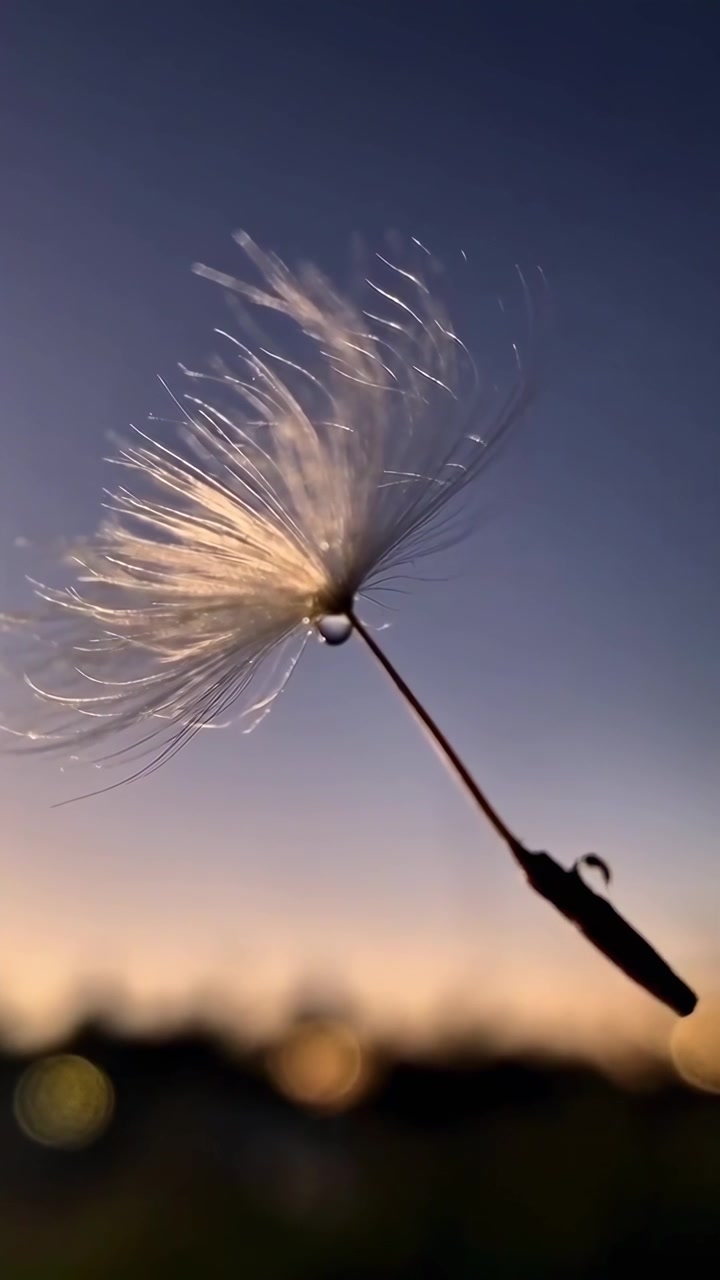 Seme di tarassaco con goccia di rugiada contro il cielo al tramonto