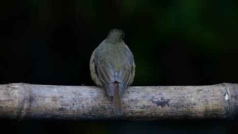 Papamoscas-Azul-De-La-Colina-Posado-En-Un-Bambú,-Cyornis-Whitei