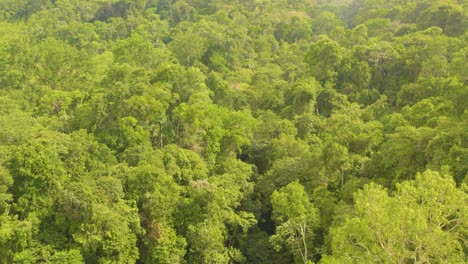 a lush rainforest in oxapampa, peru with a hidden river, aerial view