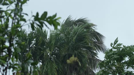 es lluvia en el bosque.