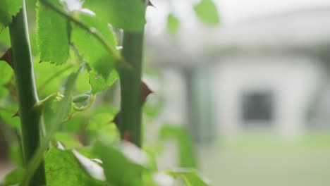 Video-Von-Frischen,-Grünen-Rosenblättern-Und--stängeln-Im-Garten