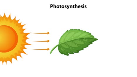 sunlight, water, and co2 create oxygen and glucose