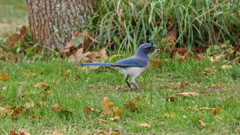 it's fall, and a california scrub-jay picks at seeds on the ground before flying off