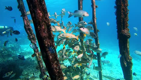 fish seeking shelter under a jetty in clear water