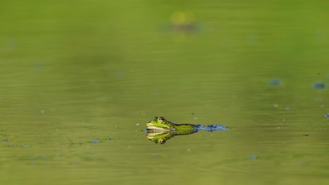 green frog floating in reflective pond with flies going past