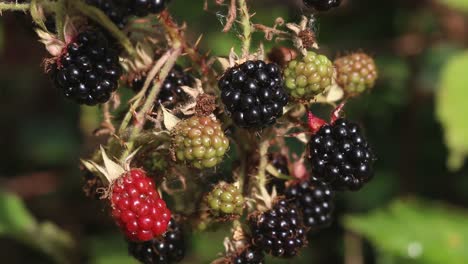 Blackberries-on-Bramble-plant.-Rubus-fruticosus.-England.-UK