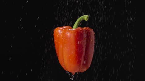 Red Bell Pepper with Water Drops