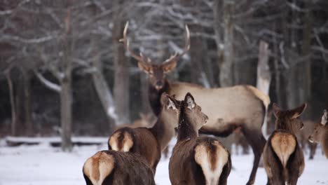 Alce-Hembra-Mira-Toro-Invierno-Cámara-Lenta-Nieve-Cayendo