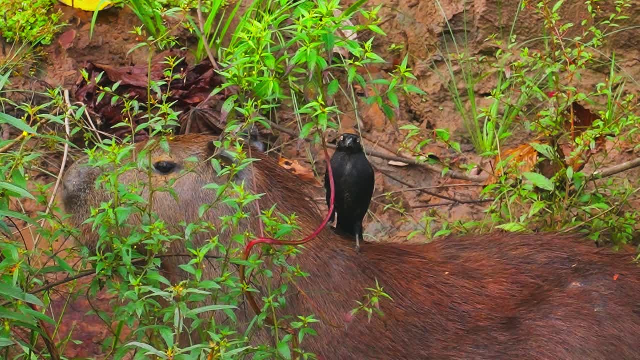 A Giant Cowbird (Molothrus Oryzivorus) sitting on the back of a Capibara in the Amazon Jungle. Tambopata, Madre de Dios Region, Peru.
