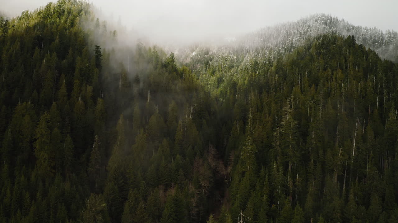 Foresta sempreverde nuvolosa con neve nella penisola Olimpica, Stato di Washington, USA