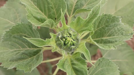 Close-Up-Of-A-Sunflower-Young-Bud-Starting-To-Bloom-In-The-Garden