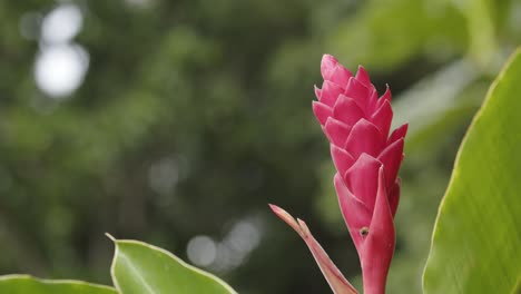 Jengibre-Rojo,-Alpinia-Purpurata,-Plantas-Herbáceas-Con-Fondo-Bokeh