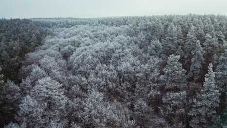 Panoramic view of thick forest in winter. Fantastic landscape of nature with snowy white trees. Top view of trees covered with frost. Aerial view.