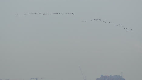 aves migratorias a través del cielo