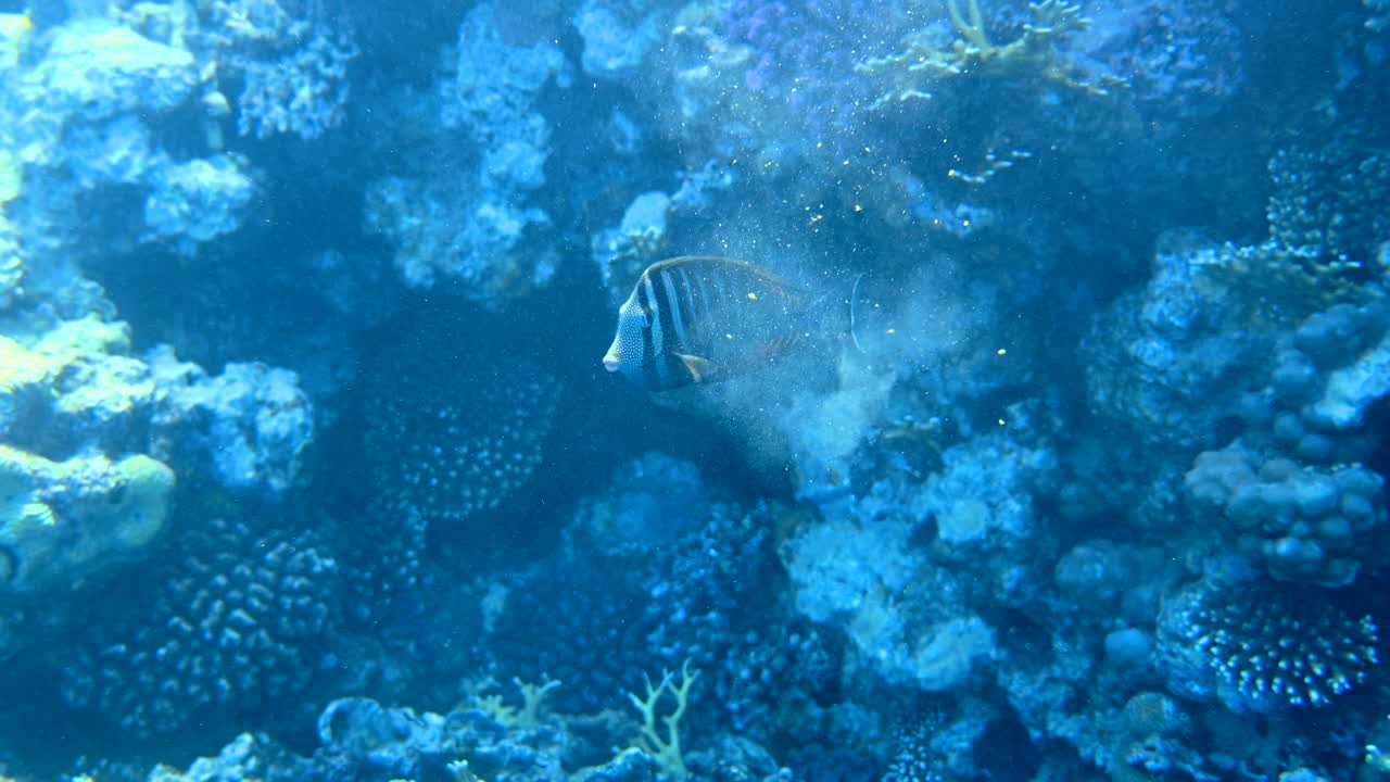Close up of a Red Sea sailfin tang fish eating and swimming near a coral reef