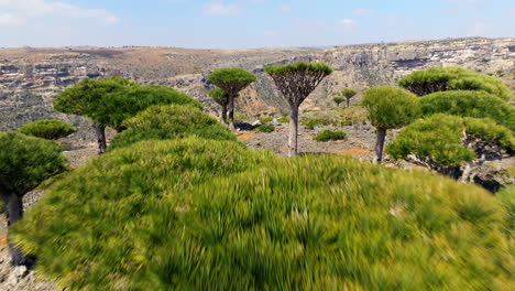 árboles de sangre de dragón en el bosque de firhmin en la remota isla de socotra en yemen