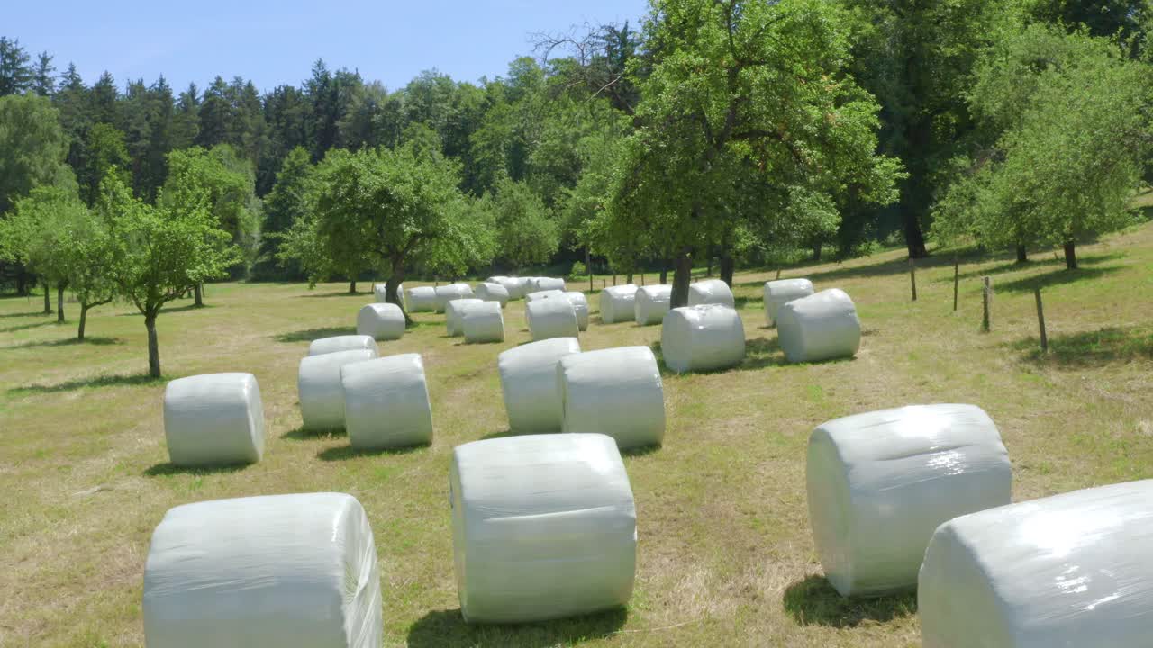 Many round wrapped white hay rolls in natural outdoor farmland in green countryside on sunny day, overhead aerial pull back