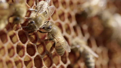 BEEKEEPING---Worker-bees-walk-around-honeycombs-of-a-beehive,-detail-shot