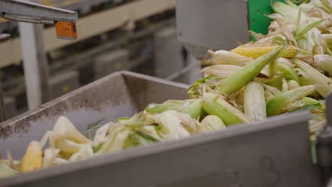 corn moving along a conveyor belt in a food processing factory