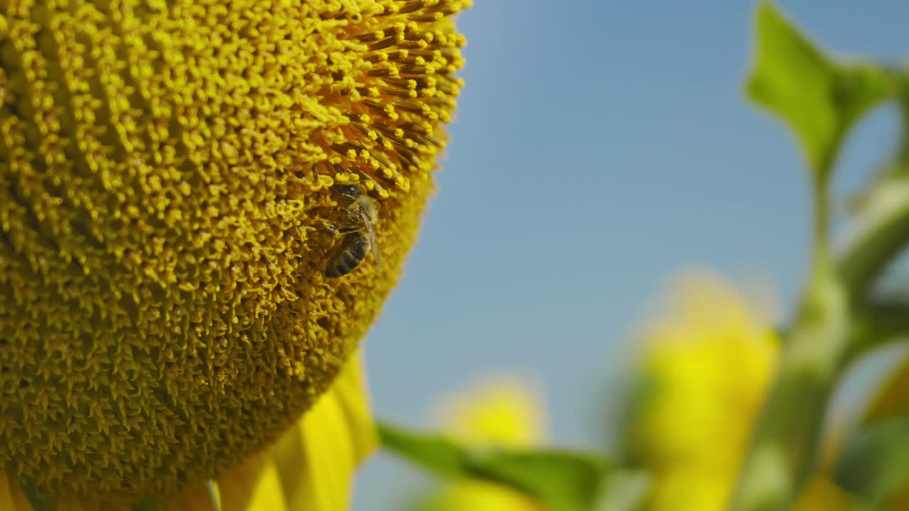 primer plano de un girasol amarillo vibrante con una abeja, en contraste con un verano brillante