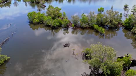 water shrubs growing within the water logged area