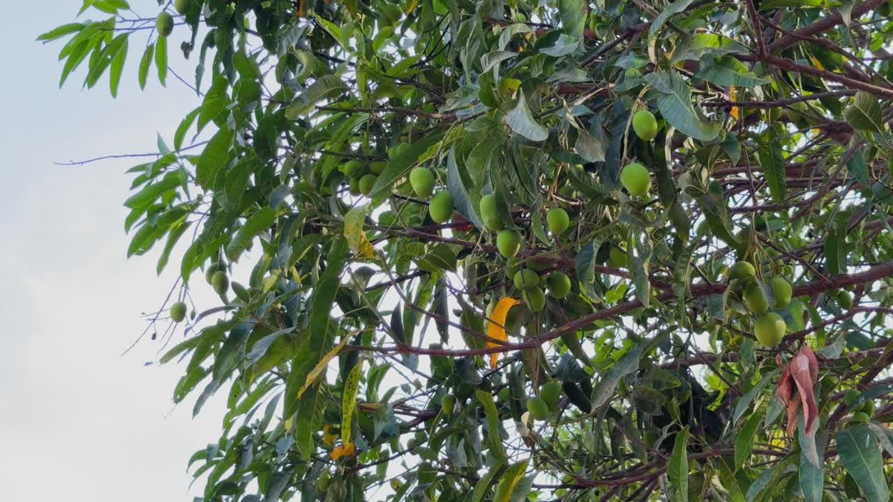 Ampia veduta di un albero di mango carico di grappoli di mango verdi acerbi e foglie dense, con rami che si estendono contro un cielo luminoso in un ambiente tropicale naturale all'aperto.