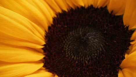semillas de girasol en zoom