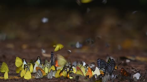 colores cálidos arrojados por el sol de la tarde dentro del bosque que revelan un enjambre de diferentes tipos de mariposas en el suelo de la selva tropical, parque nacional kaeng krachan, tailandia