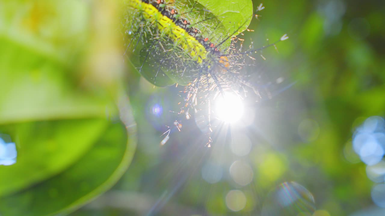 In Peru’s jungle, a green yellow Saturniidae Moth caterpillar with spiky armor resting on a leaf with sun shining behind in Peru Rainforest.